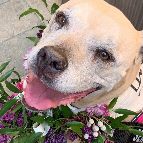 Meet your Posher, Rumbera. Flowers and Fashion💚 - Picture 2 of 2